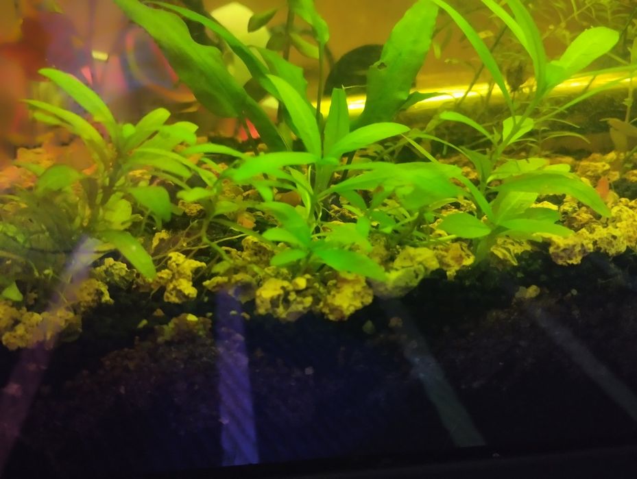 hygrophila polysperma planta de aquário
