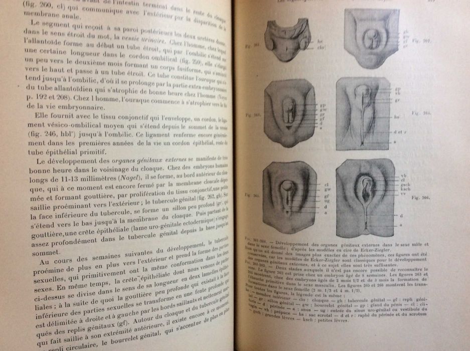 Précis d'embryologie de l'homme & des vertébrés 1906. Raro