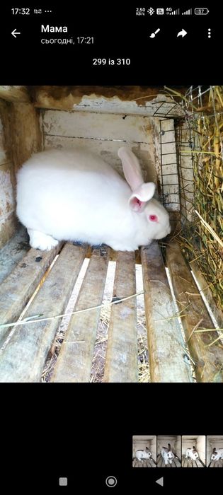 Продам кролів самців