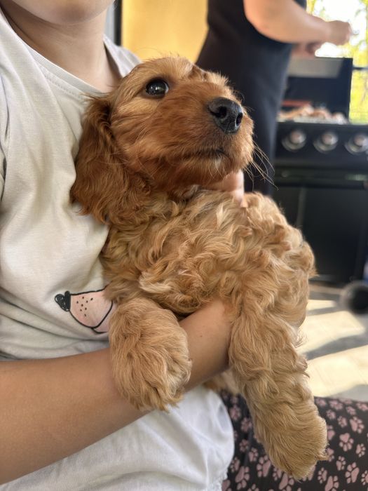 Piesek cockapoo F1 rodzice z badaniami n/n cocker spaniel + pudel miniaturowy