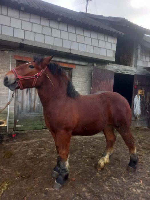 Źrebak sprzedam źrebaka