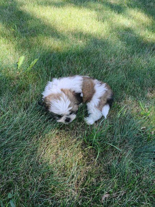 SHIH- TZU szczeniaczek