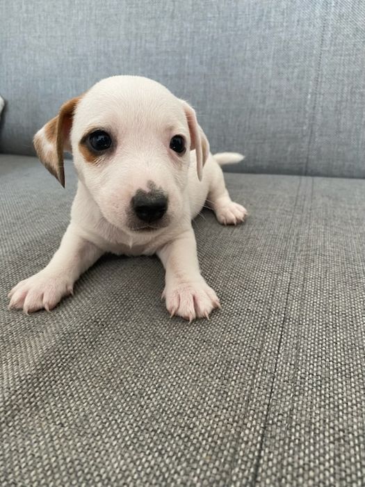 Jack russell terrier aktualne