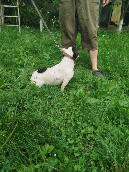 Французький бульдог