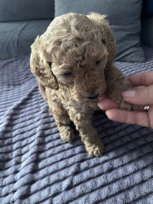 Pudel miniaturowy piesek do rezerwacji