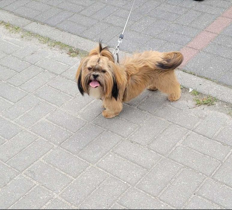 Shih Tzu suczka  *REZERWACJA*