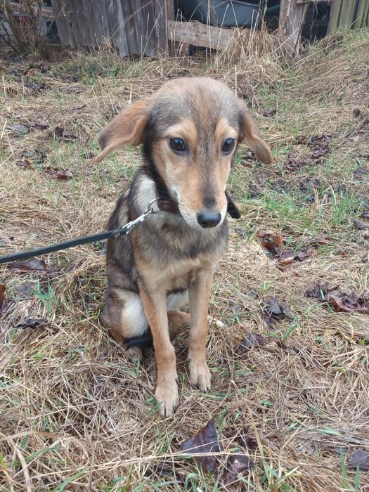 Цуценята в добрі руки