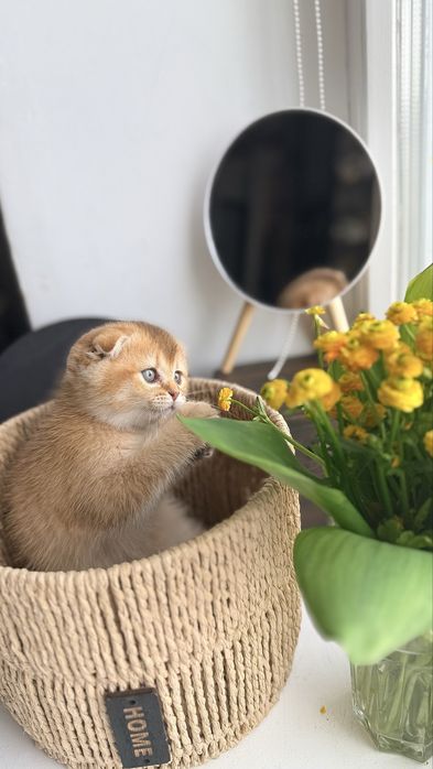 Шотландські кошенята Золота та Срібляста шиншила (Чернігів)