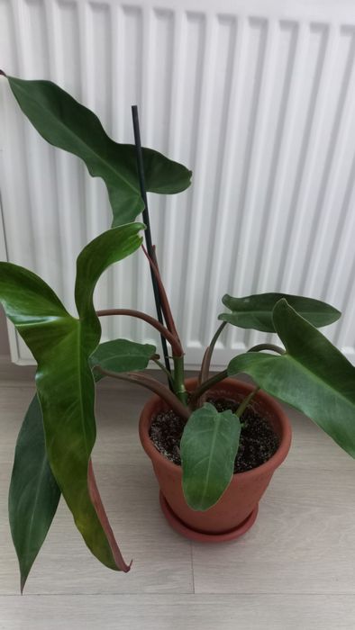 Філодендрон Мексіканум