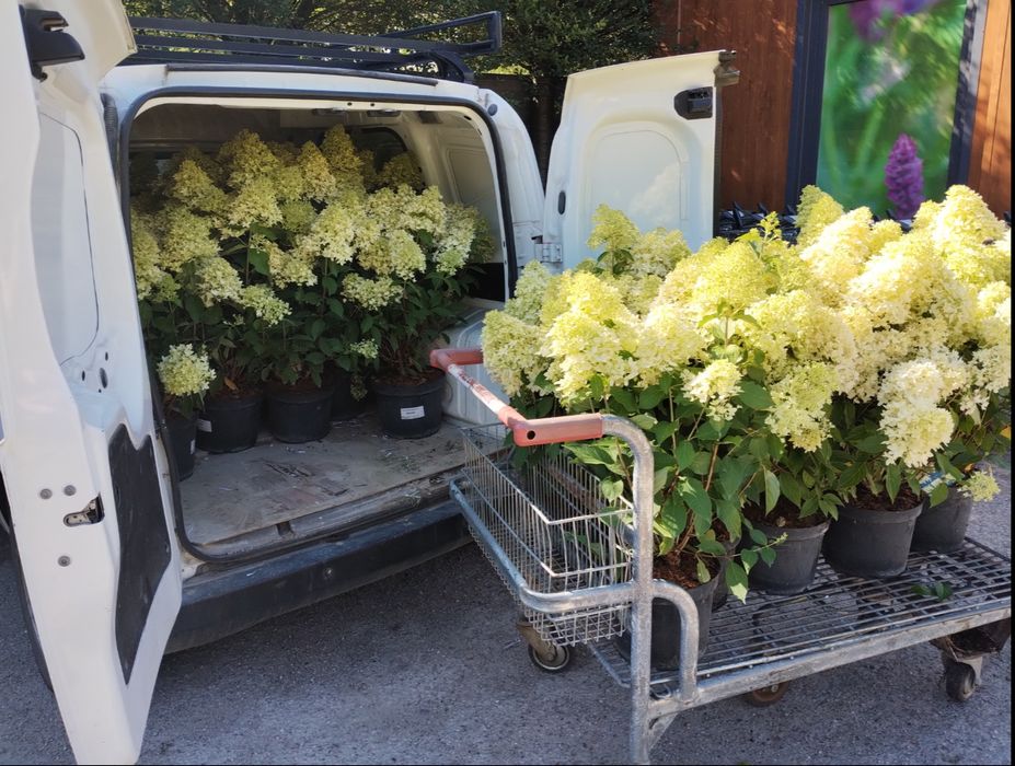 Sztobry hortensja bukietowa Limelight, jasna 50 sztuk