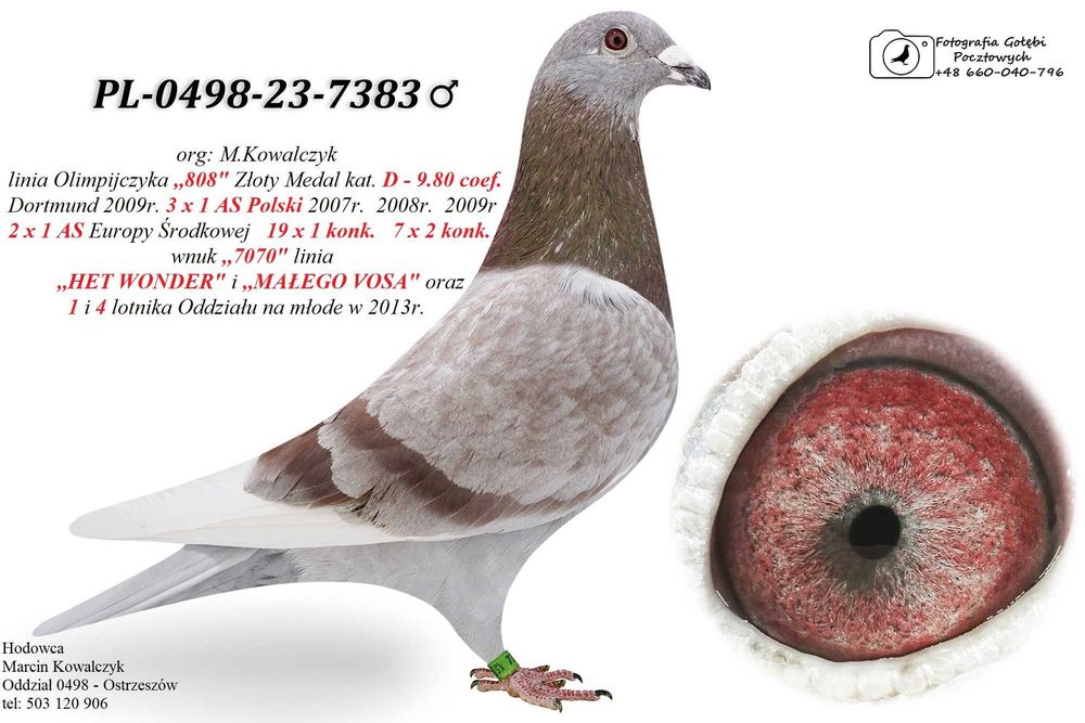 gołębie pocztowe inbred 808 / MAŁY VOS i  HET WONDER