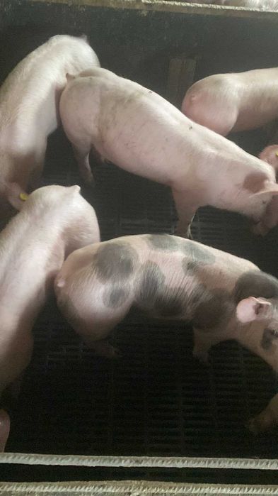 поросята малі трохпородка