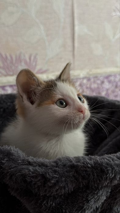 Віддам у добрі руки