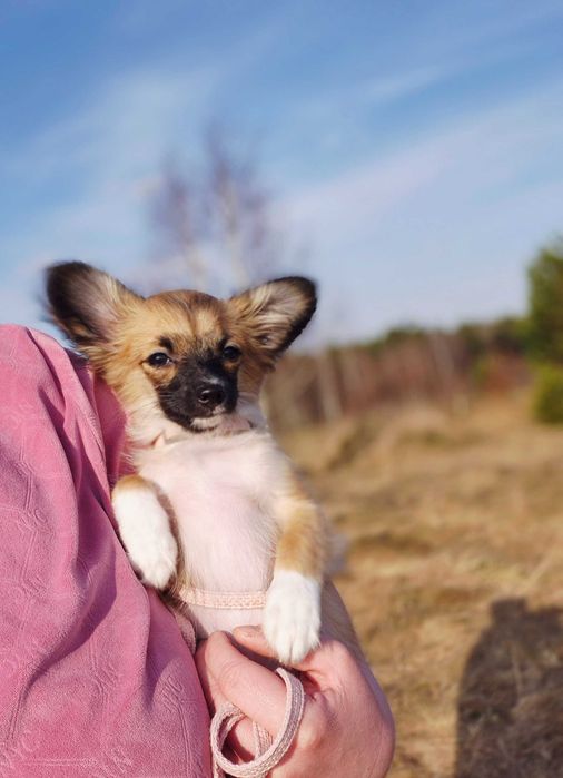Chion Nestor Chłopiec z domowej Hodowli Rodowód Badania