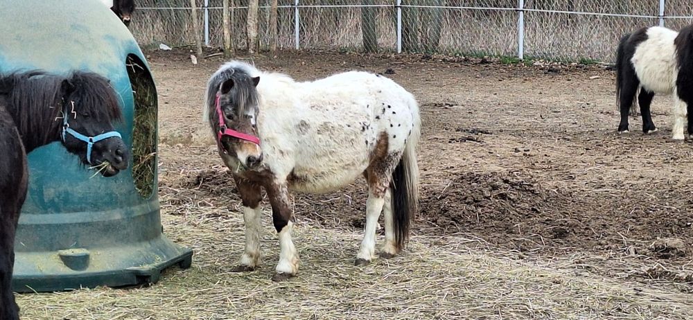 Landrynka szuka domu adopcyjnego