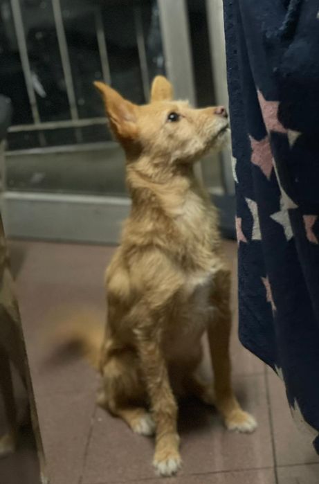 Dama para adopção