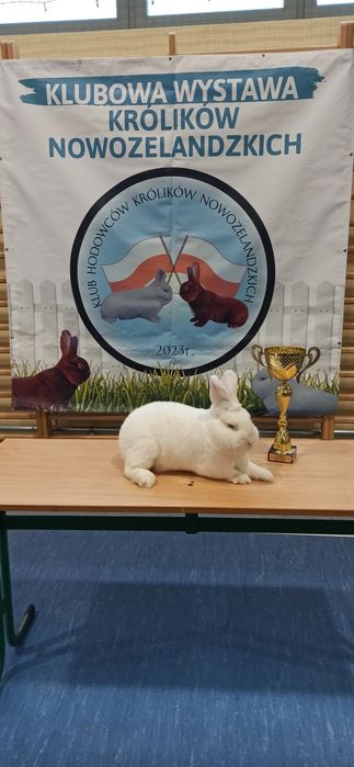 Nowozelandzki Biały