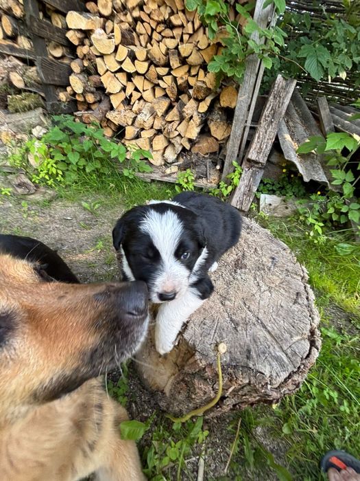 Цуценята німецькоі вівчарки