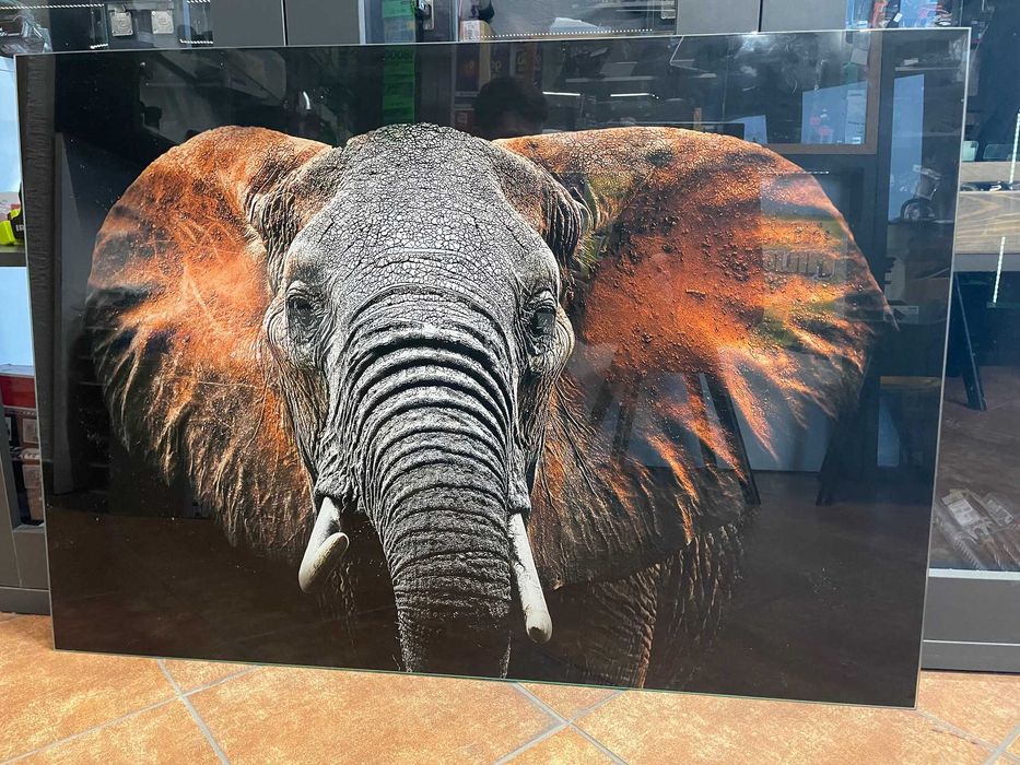 Obraz słoń na czarnym szkle Glasspik Ani Mals3 70x100 ccm Sg GI249 Red Elephant Styler