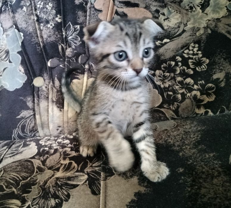Британські кошенята