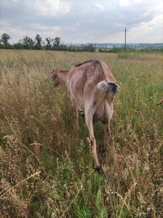 Продам коз дойних
