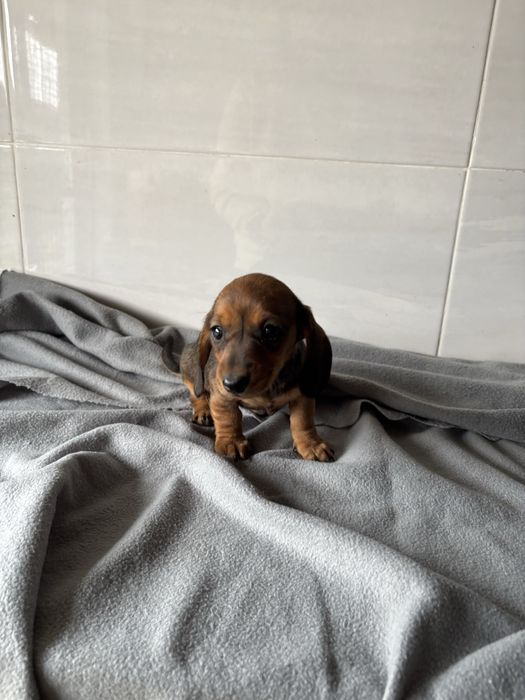 Teckel  miniatura pelo curto