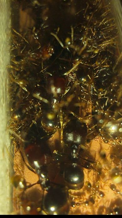 Carebara Diversa kolonia mrówek