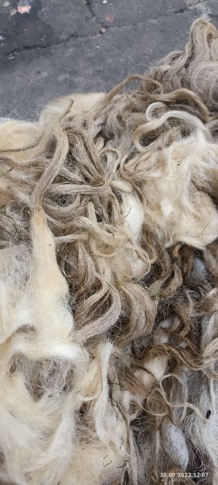 Продам вовну, шерсть з овець, не миту .
