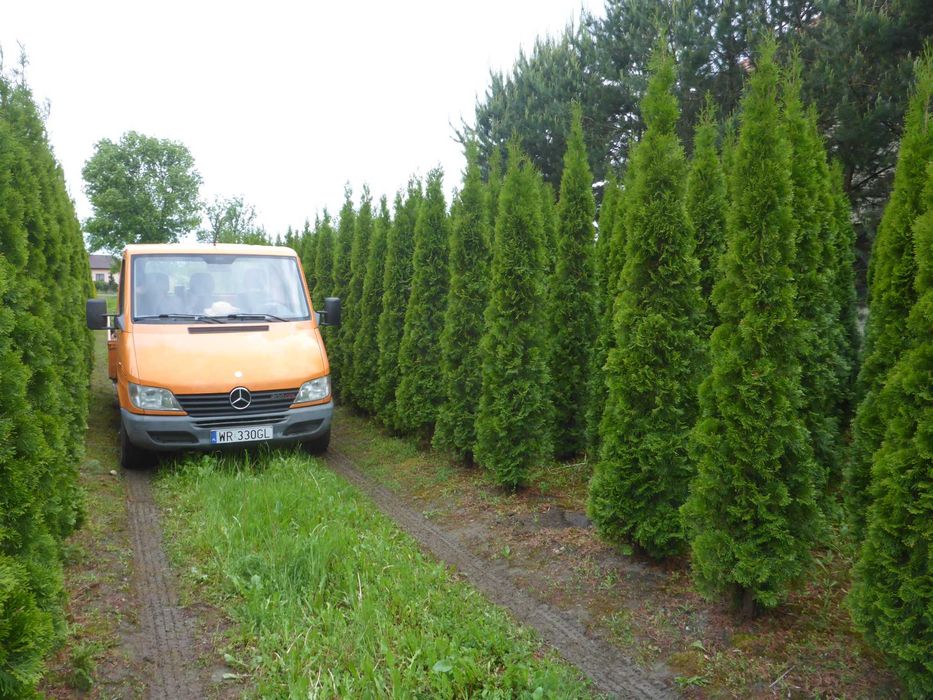 dowozimy i sadzimy ‼️ 300cm tuja SZMARAGD smaragd ‼️ PRODUCENT