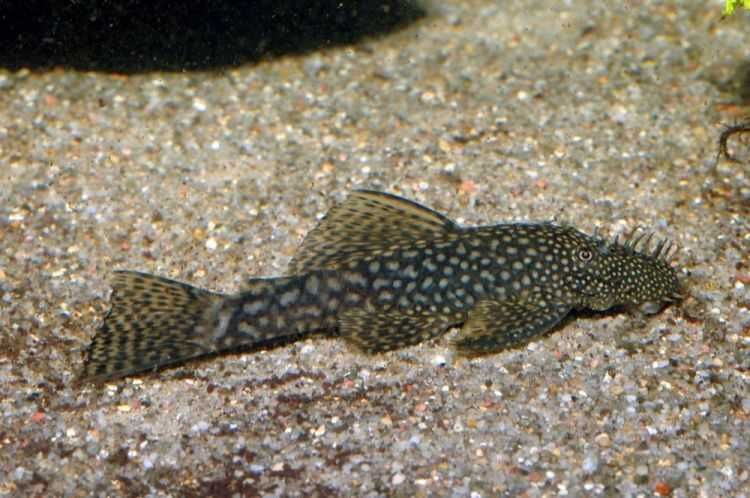 Glonojad Ancistrus