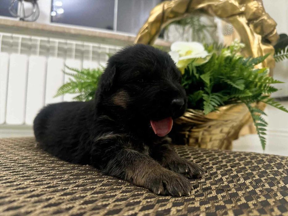 Owczarek Niemiecki, Długowłosy Piesek FCI, ZKwP. Do odbioru