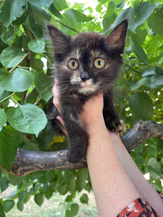 Кошеня, 2 місяці, дівчинка, в самі люблячі руки