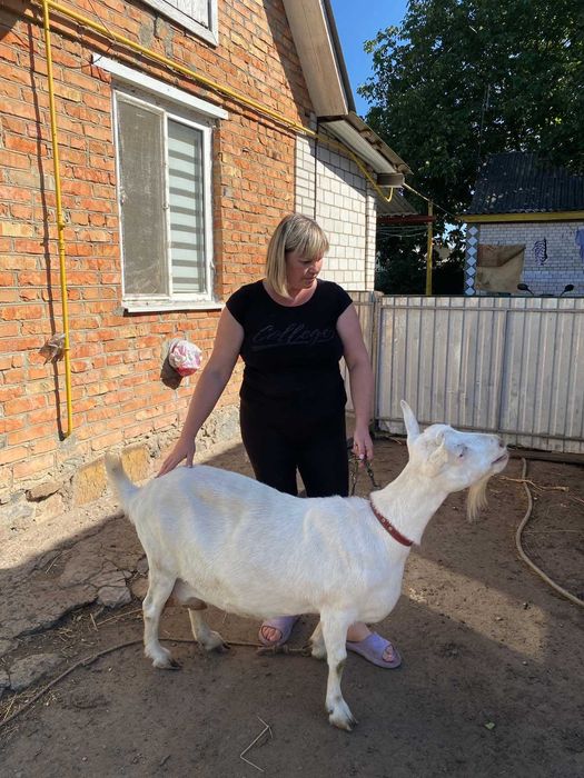 Заанонубійська кізочка