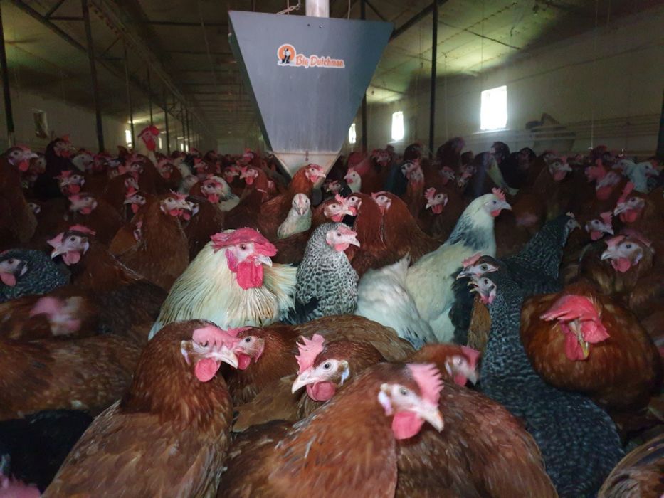 Kury Nioski Leghorn! 24 tygodnie! Wysyłka!