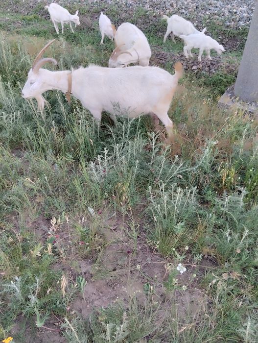 Продам коз 4 штуки