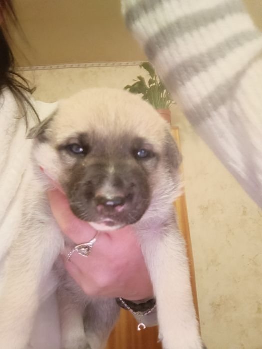 Віддам цуценят в гарні та теплі руки!