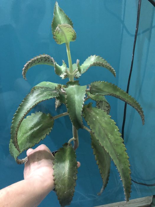 Лечебное каланхоэ (от насморка и гаймлрита)