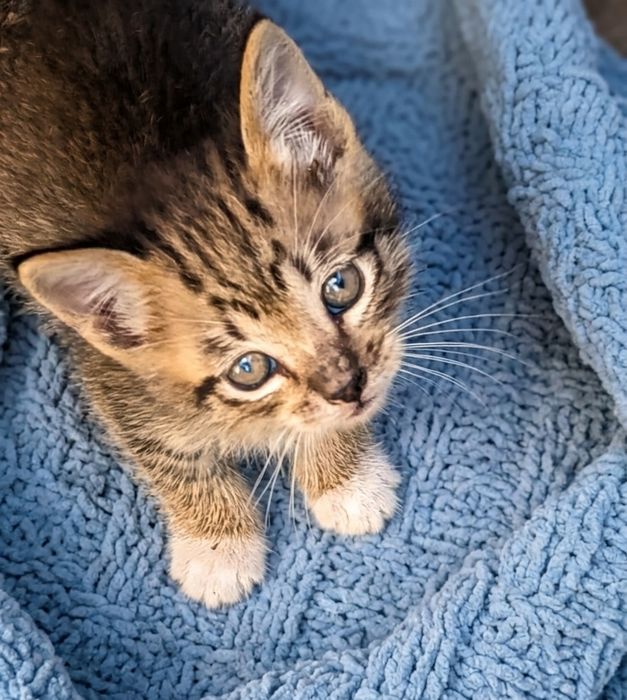 Gatinhos bebés para adoção responsável