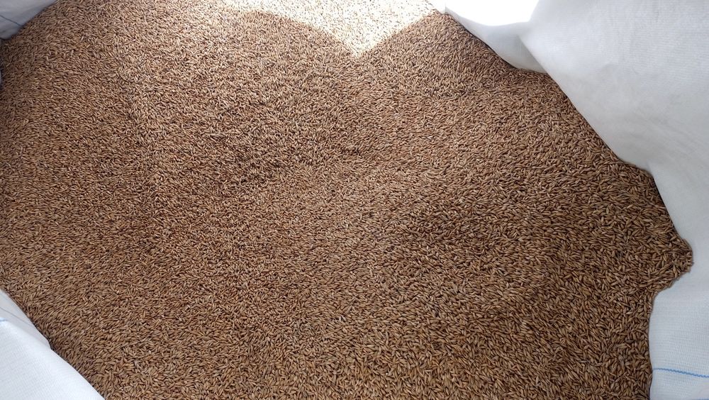 Mieszanka zbożowa i jeczmień jary