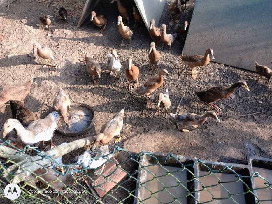Patos corredores e patos real