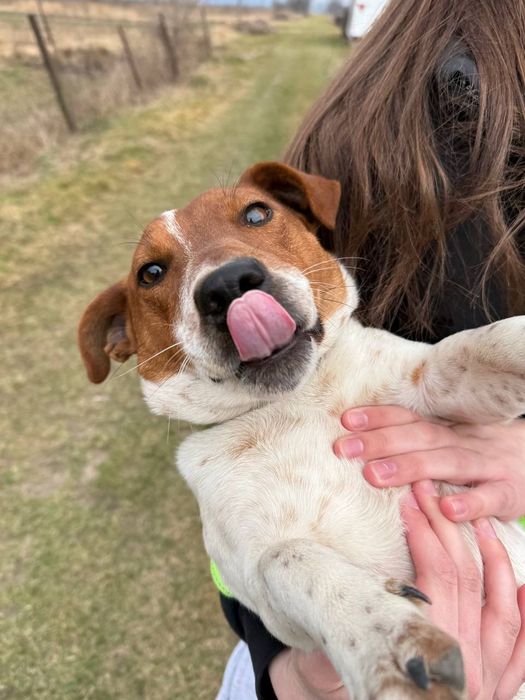 Джек Рассел терєр