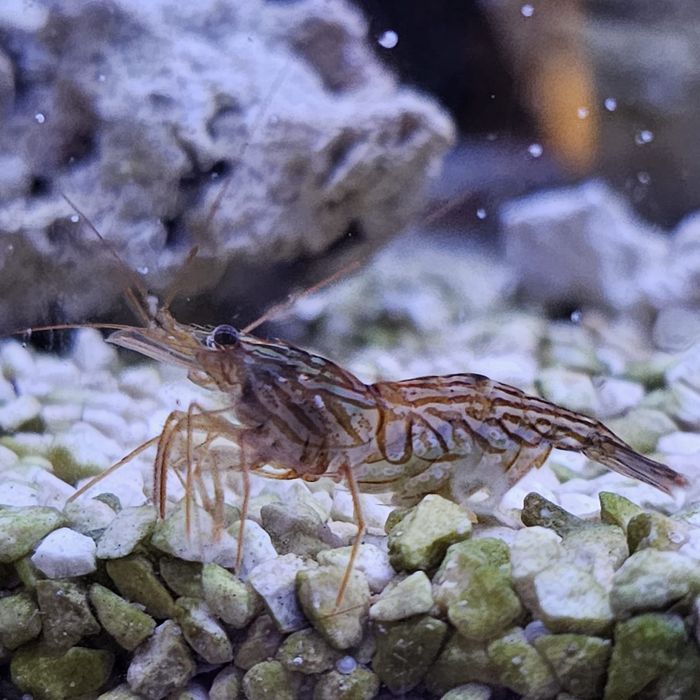 Lysmata wurdemanni Krewetka na Aiptasie Akwarystyka morska