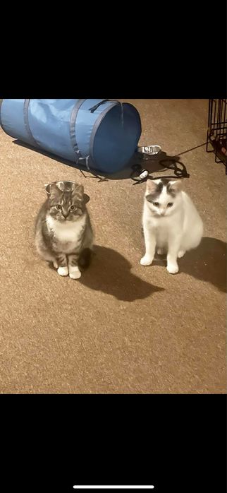 Mgiełka i Mżawka do adopcji - pokochaj koteczki