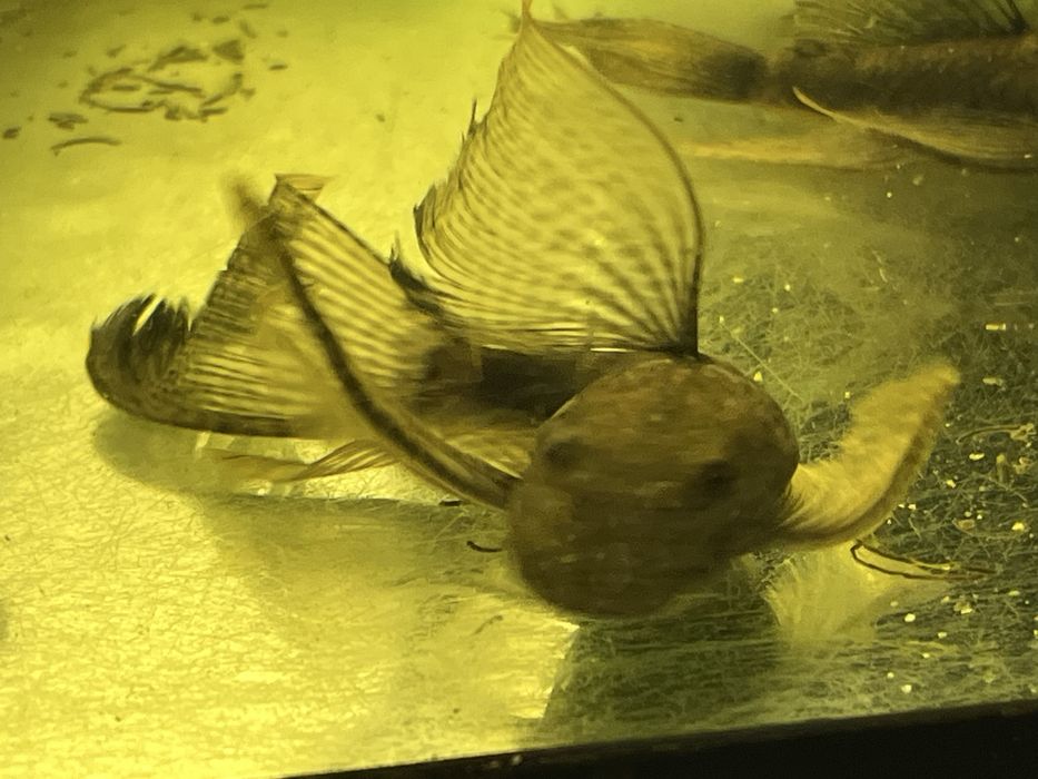 Zbrojniki 2-3cm płetwa krótka i welon.