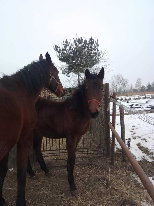 *Sprzedam Klacz Śląską* 7 miesięcy*księga wstępna!