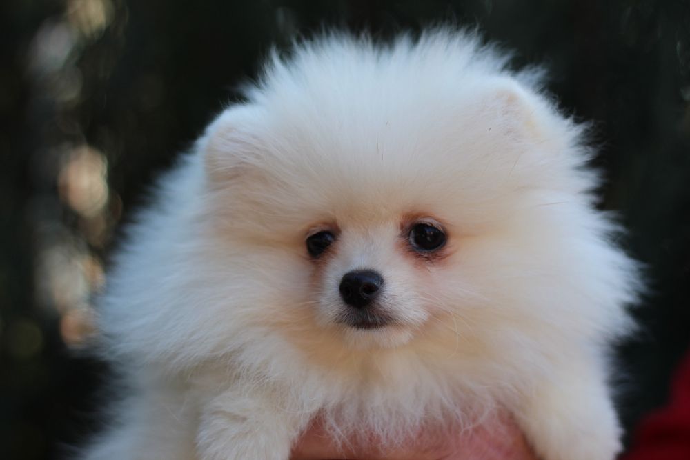 Беленькая куколка померанский шпиц