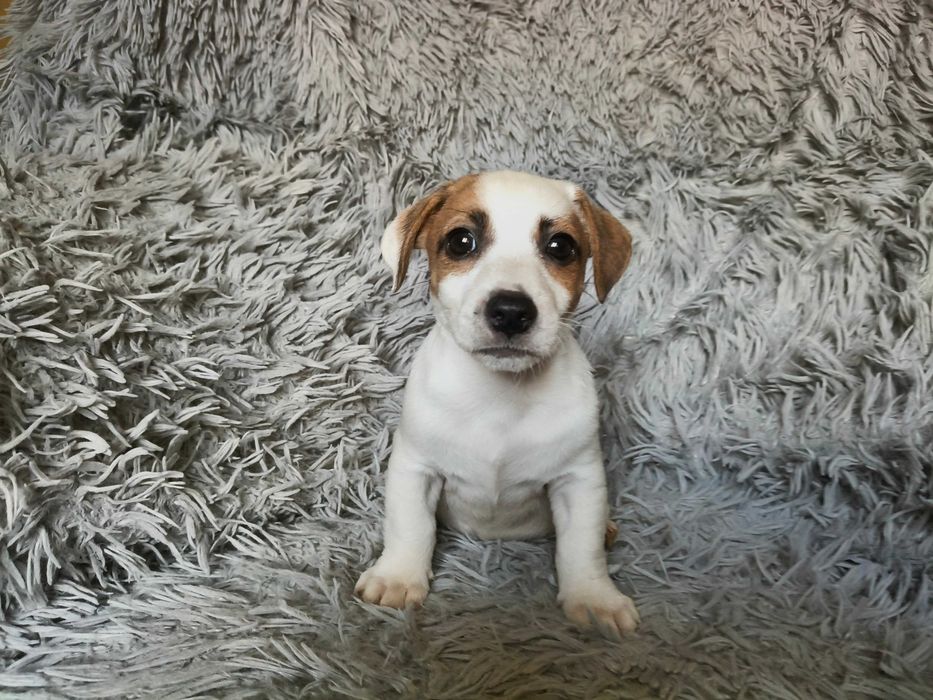 Jack Russell Terrier Piesek