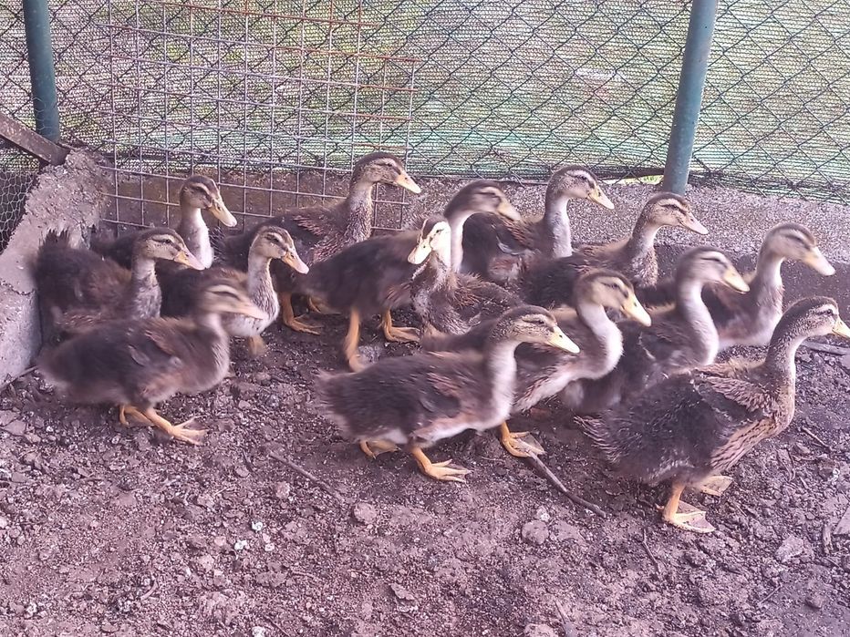 Patos Rouen adulos e jovens
