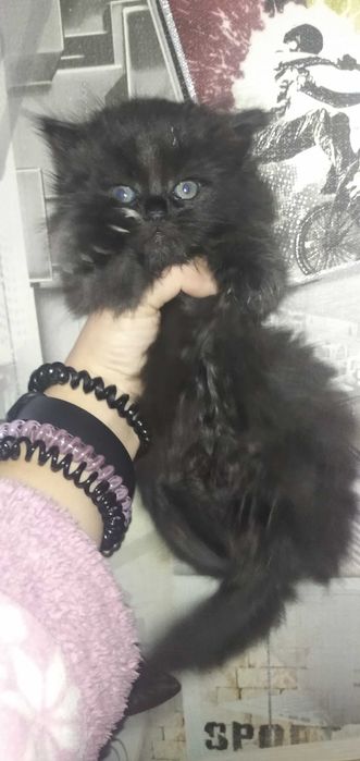 Срочно! Віддам в добрі руки, безкоштовно.