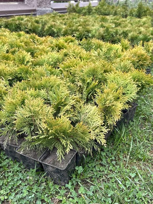 Кульки туї Міріам